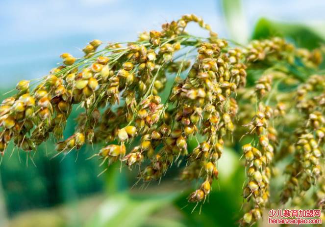 成语”脱颖而出”的‘颖’是什么意思？