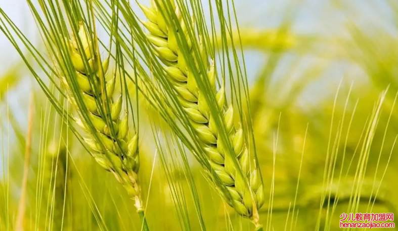 成语”脱颖而出”的‘颖’是什么意思？