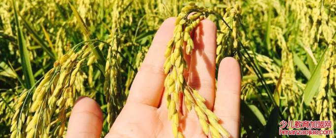 成语”脱颖而出”的‘颖’是什么意思？