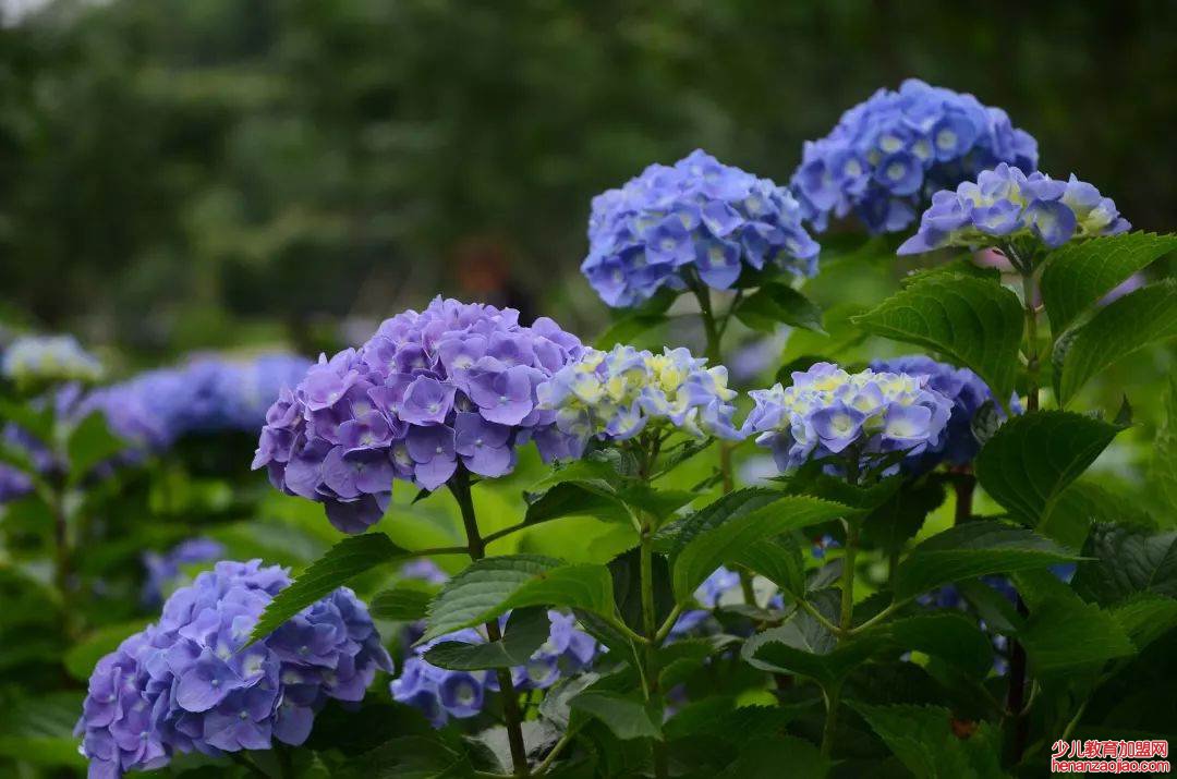 绣球花的花语是什么？