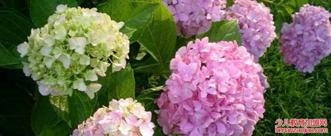 绣球花的花语是什么？