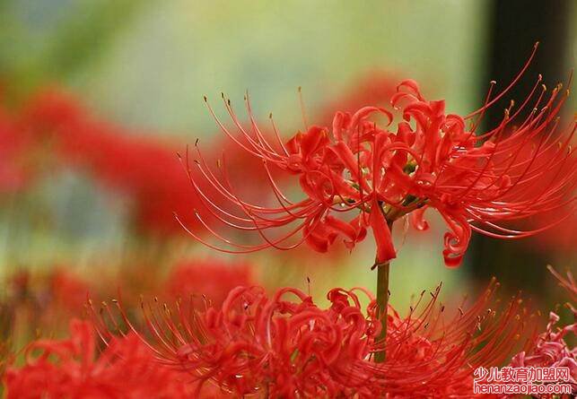 曼珠沙华的花语是什么？