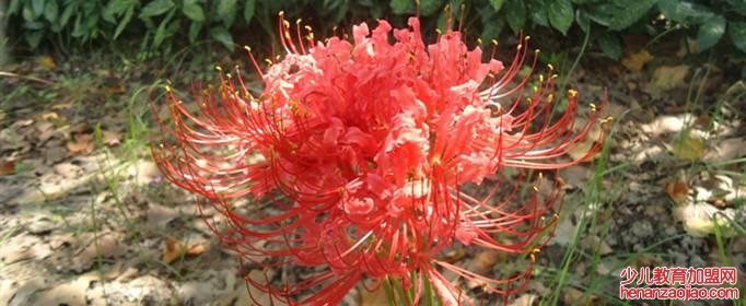 曼珠沙华的花语是什么？