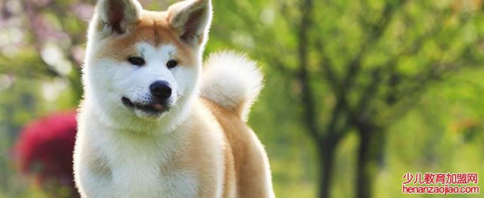 秋田犬为什么禁养？