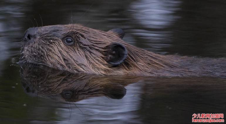 河狸为什么要修水坝?