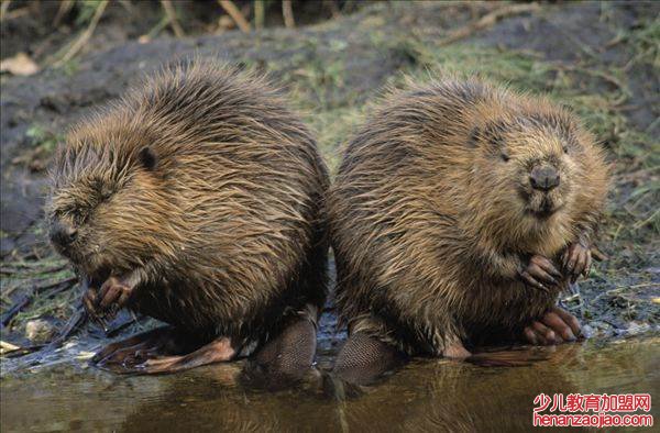 河狸为什么要修水坝?