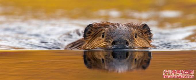 河狸为什么要修水坝?