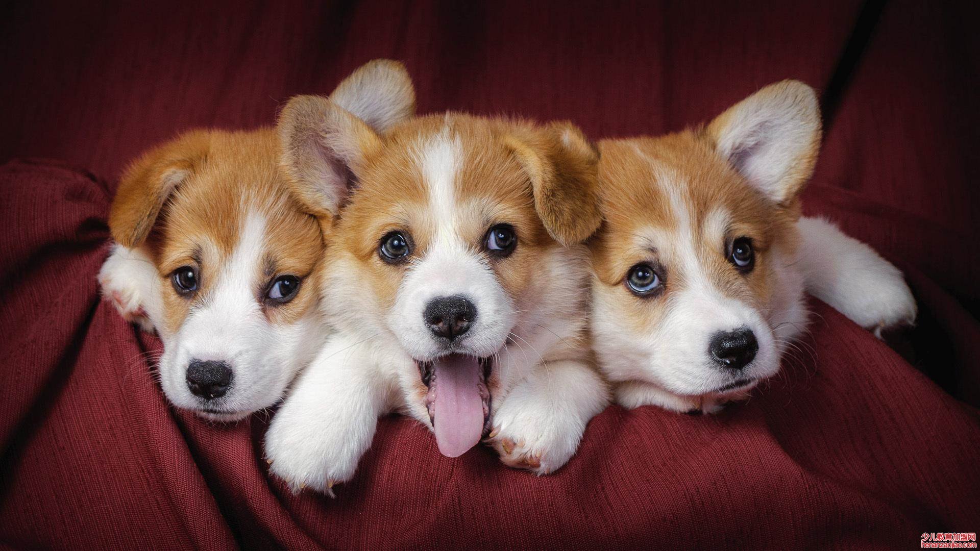 为什么柯基不能打？