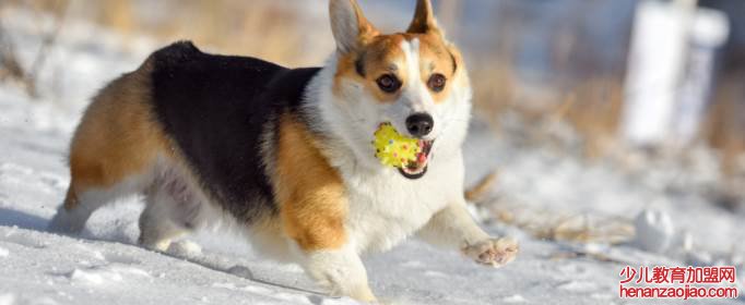 为什么柯基不能打？