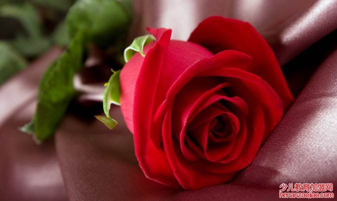 一朵玫瑰花代表什么意思?