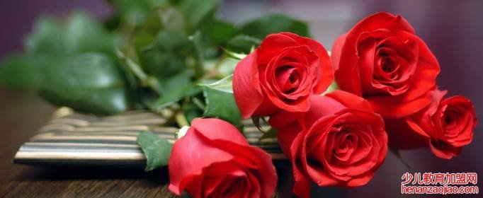 一朵玫瑰花代表什么意思?