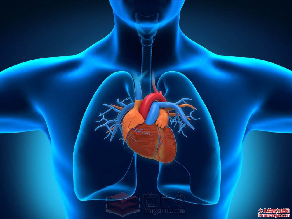 鱼的心脏与人的心脏的区别在于什么？