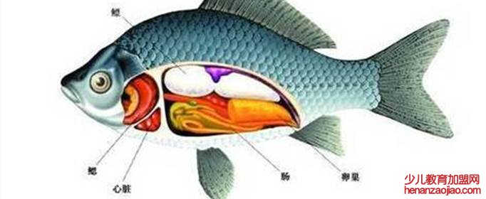 鱼的心脏与人的心脏的区别在于什么？
