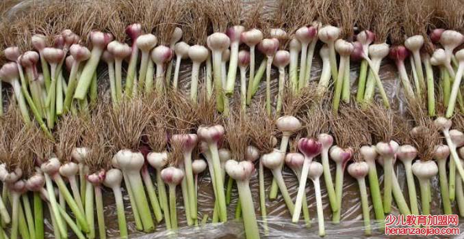 大蒜种植时间和方法是什么？