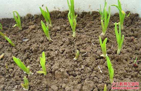 大蒜种植时间和方法是什么？