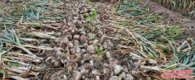 大蒜种植时间和方法是什么？