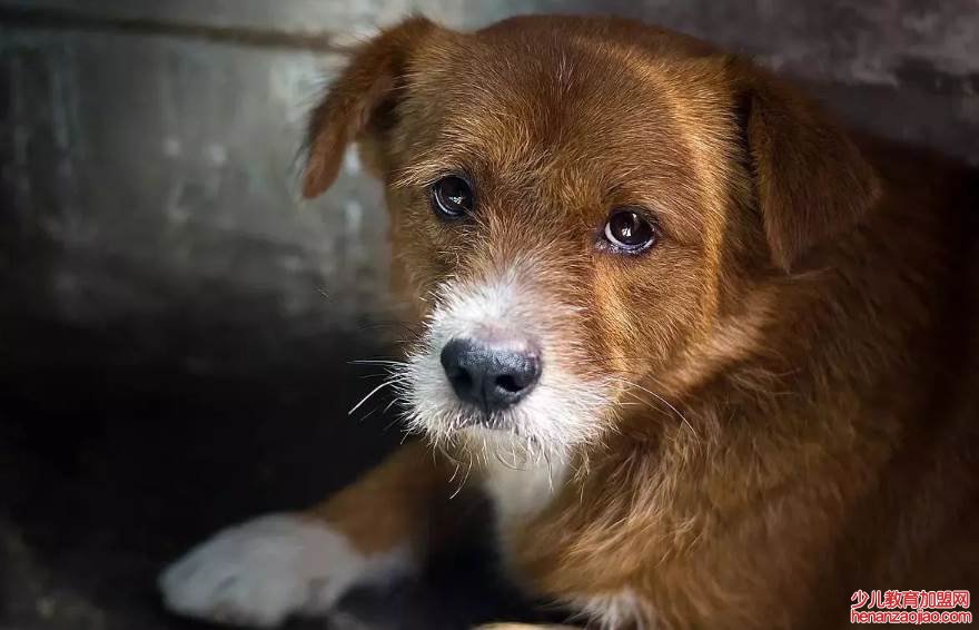 单薄的读音bao还是bo？