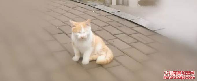 单薄的读音bao还是bo？