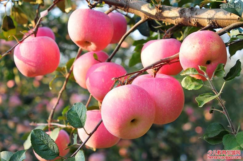 肝火旺吃什么可以降肝火？