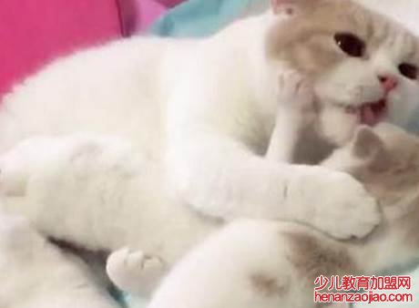 猫咪踩奶是什么意思？