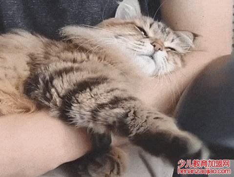 猫咪踩奶是什么意思？