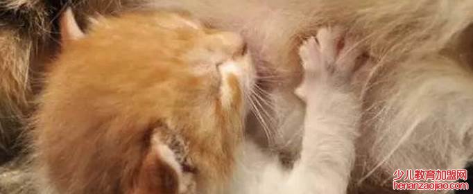 猫咪踩奶是什么意思？