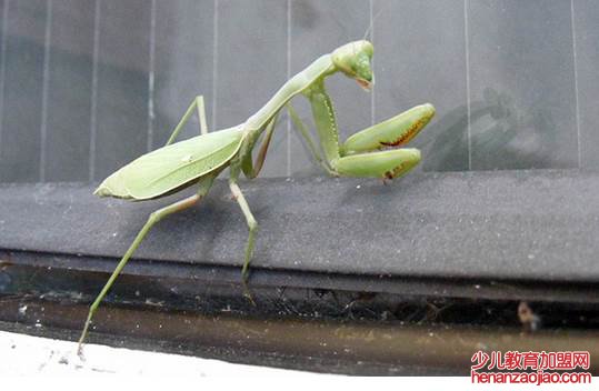 螳螂进家是什么预兆？