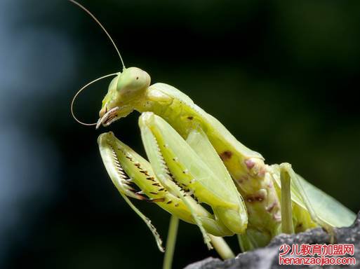 螳螂进家是什么预兆？