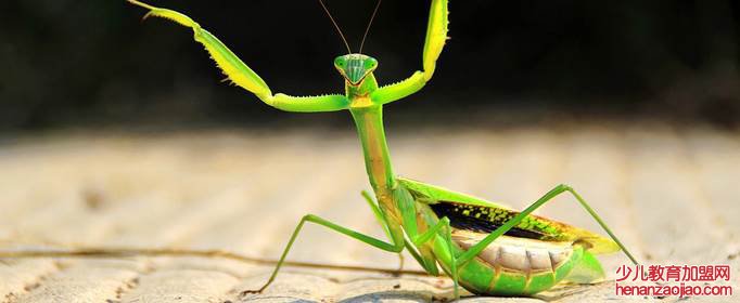 螳螂进家是什么预兆？