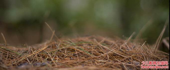 松针怎么铺花盆？