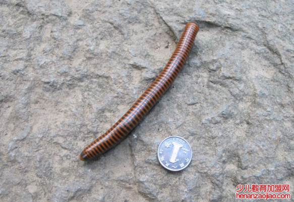 马陆虫有毒吗？