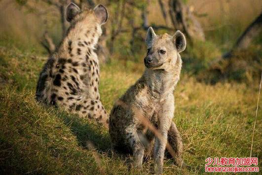 什么是回交动物?