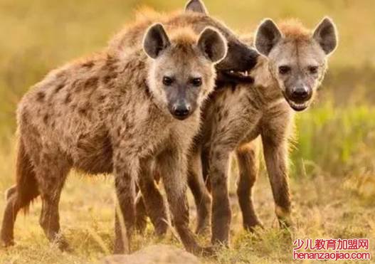 什么是回交动物?