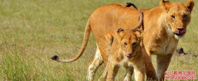 什么是回交动物?