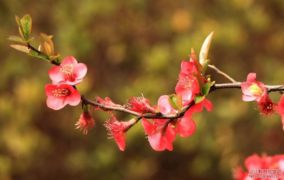 关于花的诗句有哪些?