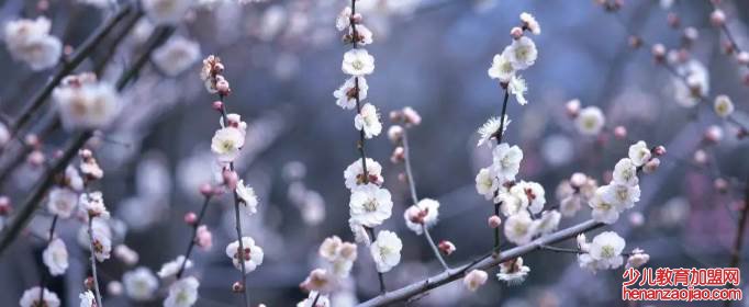 关于花的诗句有哪些?