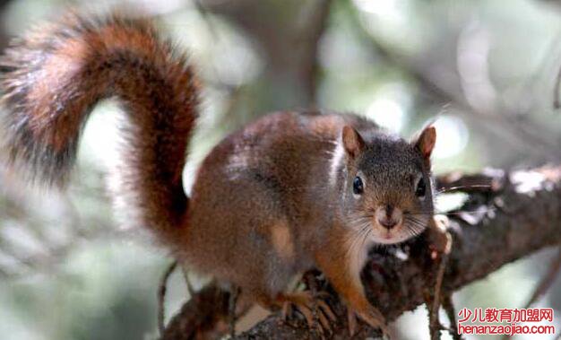 松鼠的尾巴有什么作用