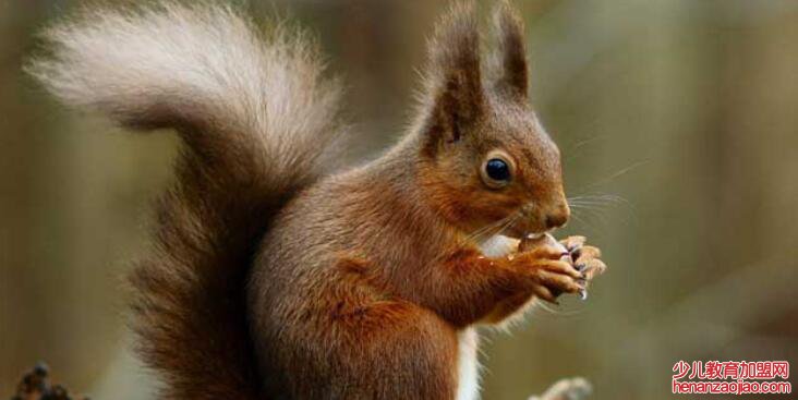 松鼠的尾巴有什么作用