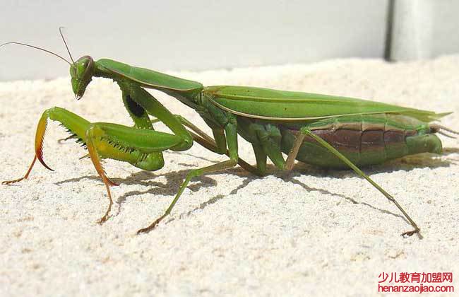 螳螂吃什么食物?