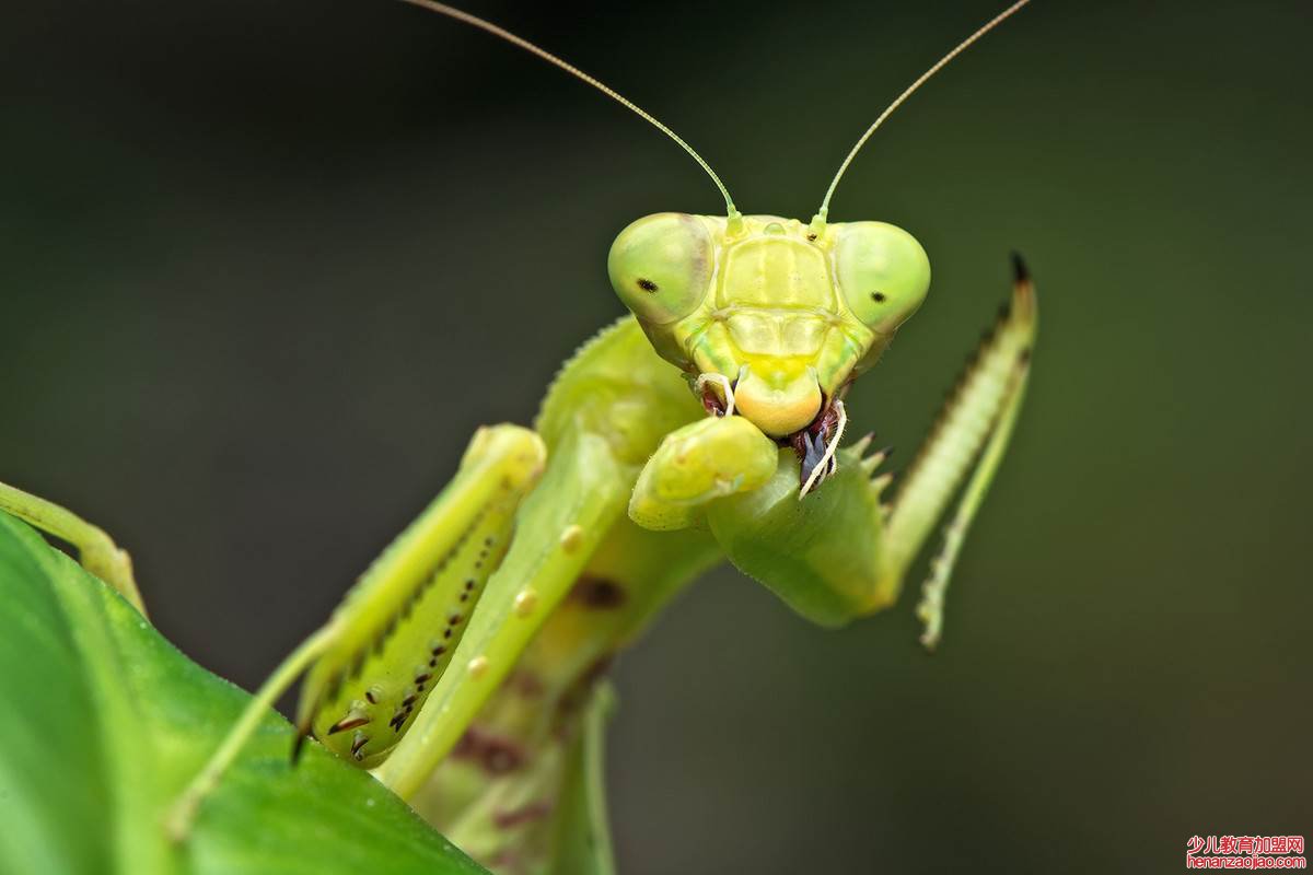 螳螂吃什么食物?
