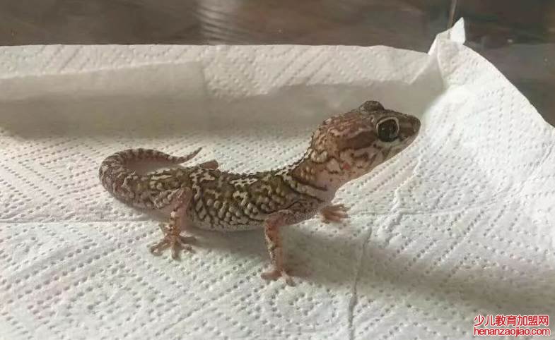 家里有壁虎怎么办？