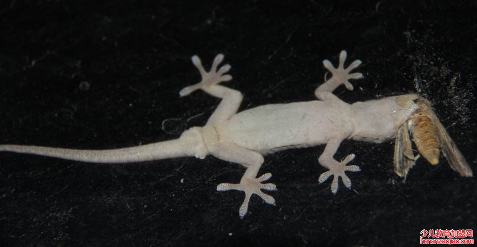 家里有壁虎怎么办？