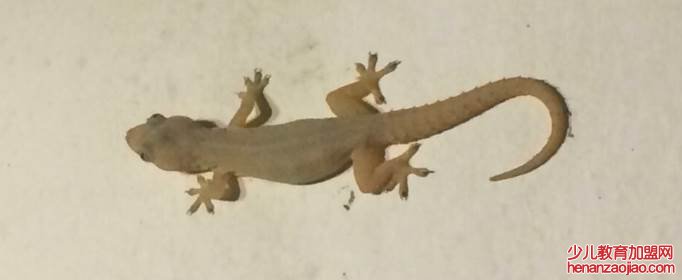 家里有壁虎怎么办？