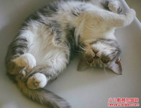 屋里养猫对人巨大的坏处是什么？