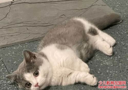屋里养猫对人巨大的坏处是什么？