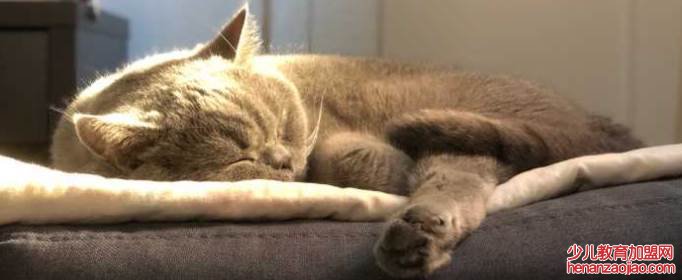 屋里养猫对人巨大的坏处是什么？