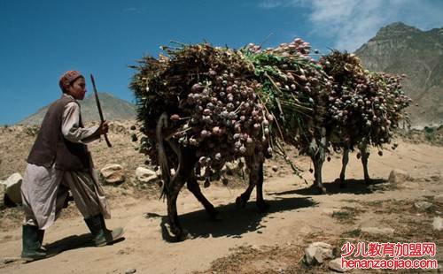 阿富汗有什么资源？