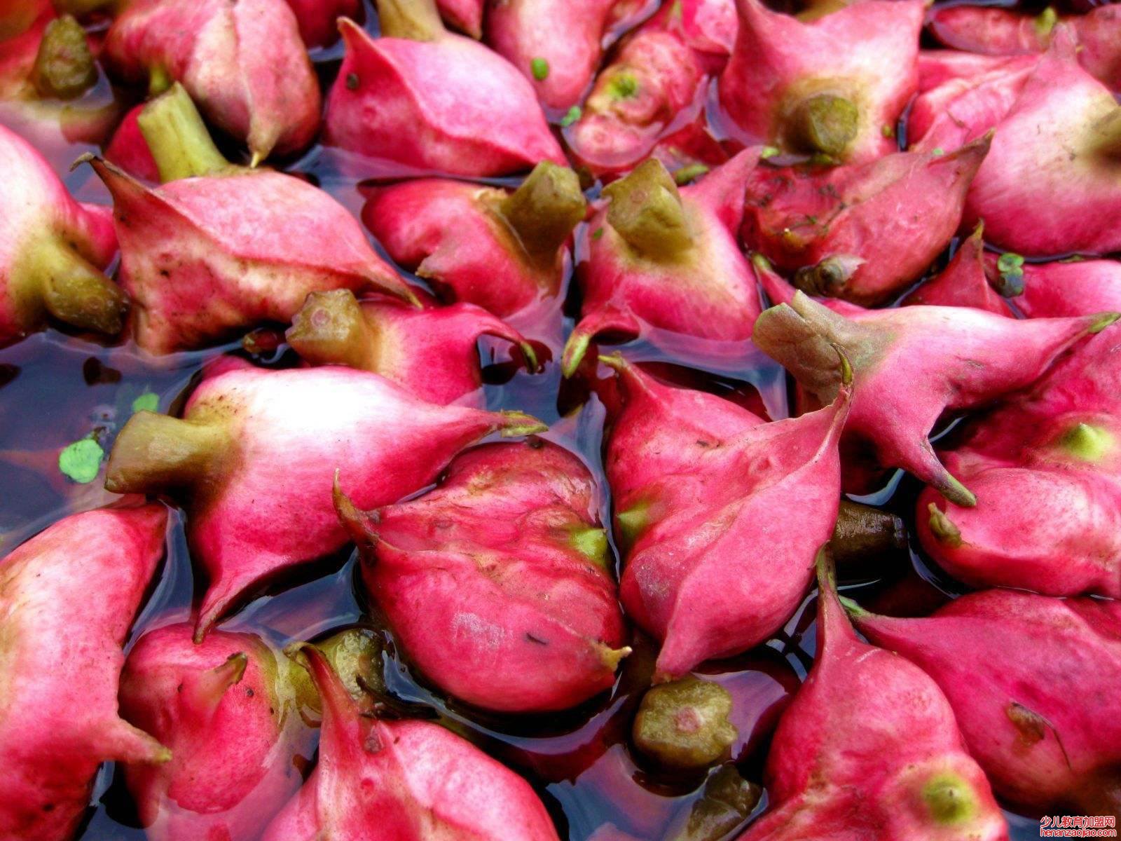 菱角要煮多久才可以吃？