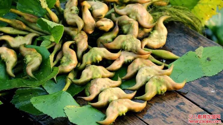 菱角要煮多久才可以吃？