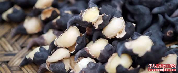 菱角要煮多久才可以吃？